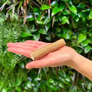 JUNGLE JUNCTION SOLA STICK W/SKIN SINGLE
