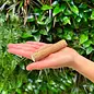 JUNGLE JUNCTION SOLA STICK W/SKIN SINGLE
