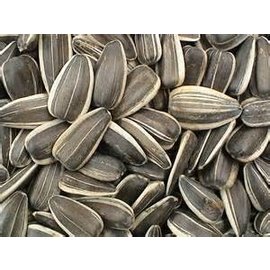 ABBA PRODUCTS Large Unsalted Sunflower Seed Bulk 1#  Bag