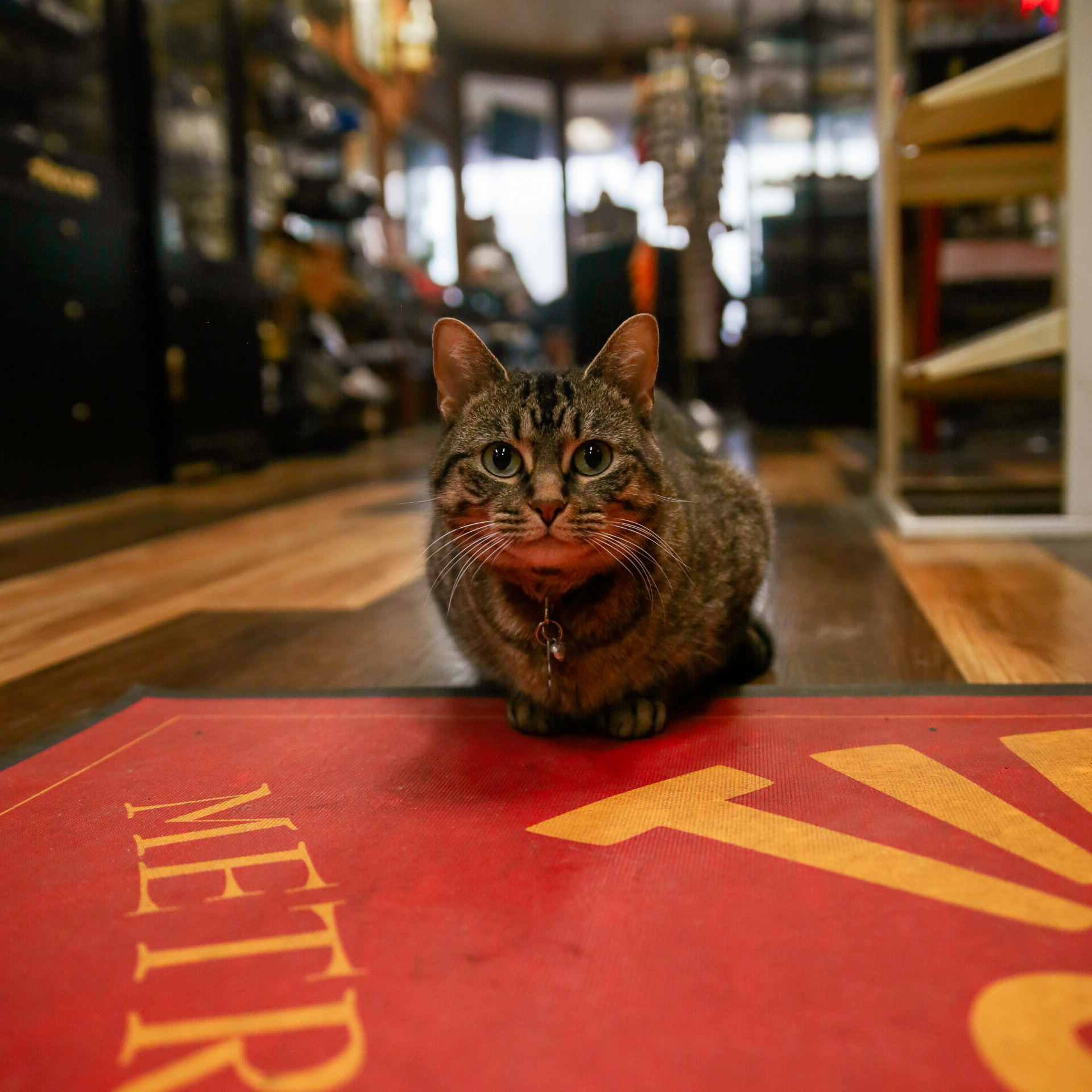 Minerva, the Shop Cat 