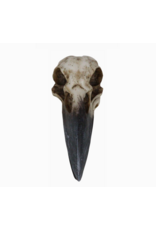 Pacific Giftware Raven Skull Box