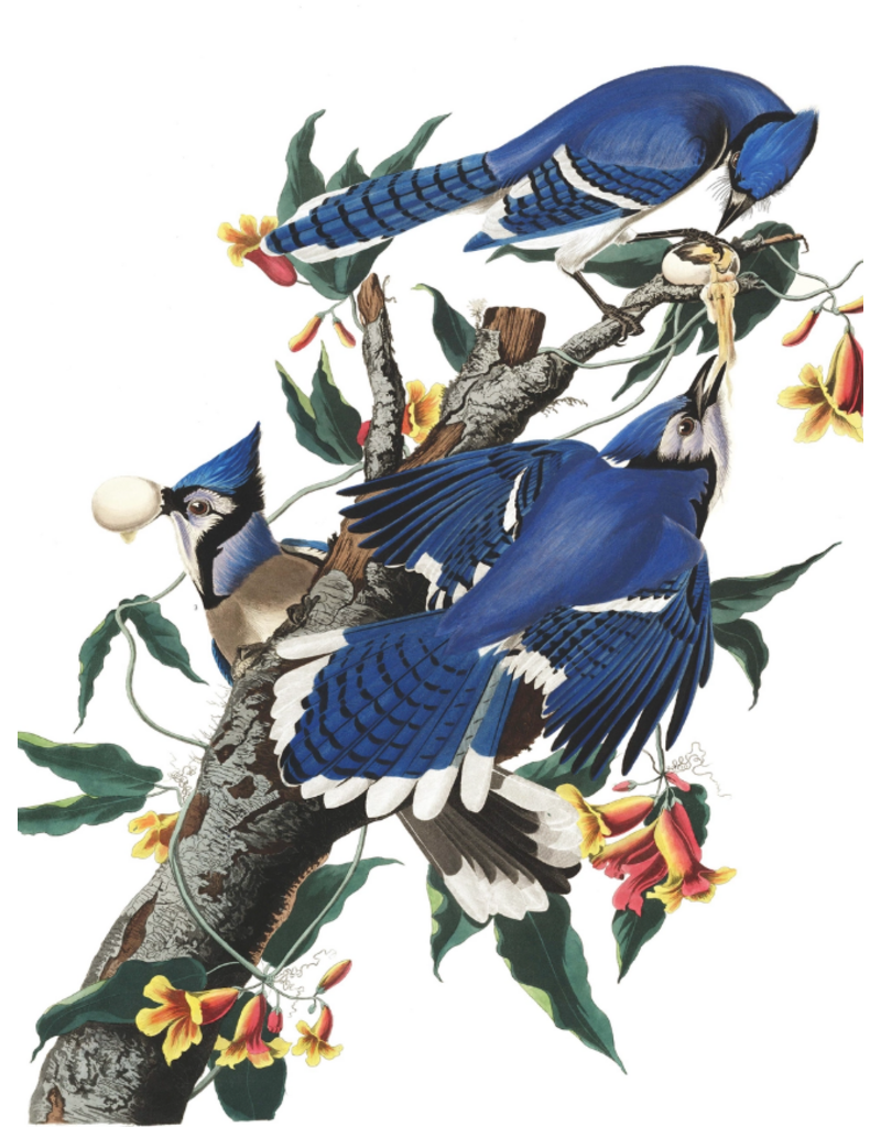 New York Puzzle Co. Puzzle | Blue Jays | 500 pc