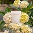 "God Is Within Her" Candle - Hidden Verse Reveal - Sunday Service Scent