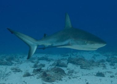 Shark Canyon