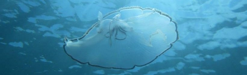 Taking The Sting Out Of Jellyfish Season