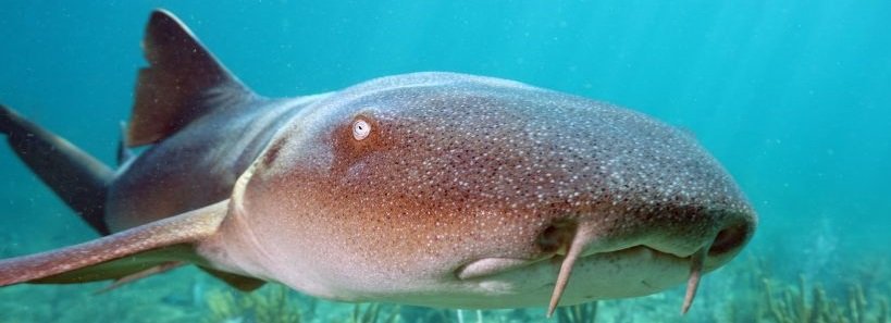 Creature Feature: Nurse Sharks