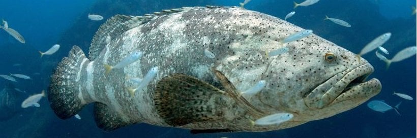 Our Favorite Giants: Goliath Grouper