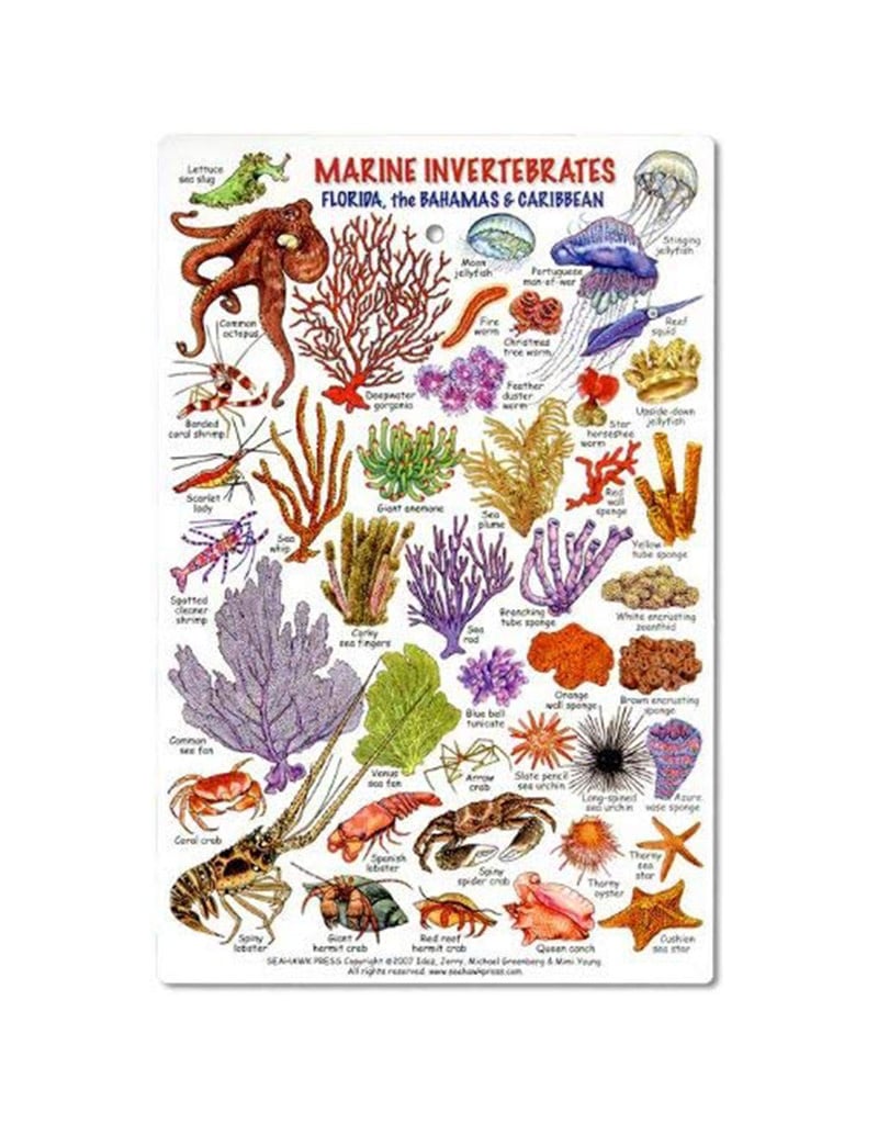 marine invertebrates