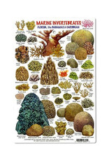 Marine Sports Mfg. Marine Sports ID Invertebrates & Coral Card