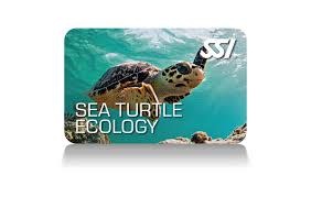 Force-E Scuba Centers SSI Sea Turtle Ecology Course