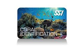 Force-E Scuba Centers SSI Coral Ecology Course