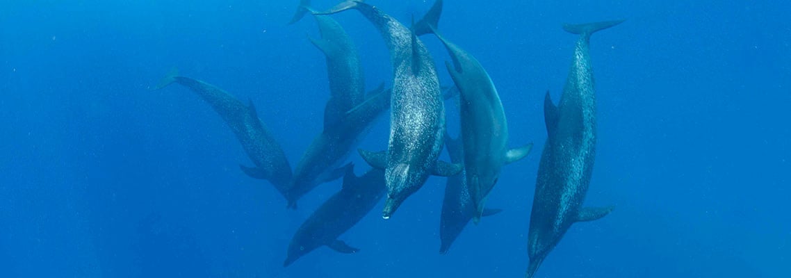 Diving with Dolphins