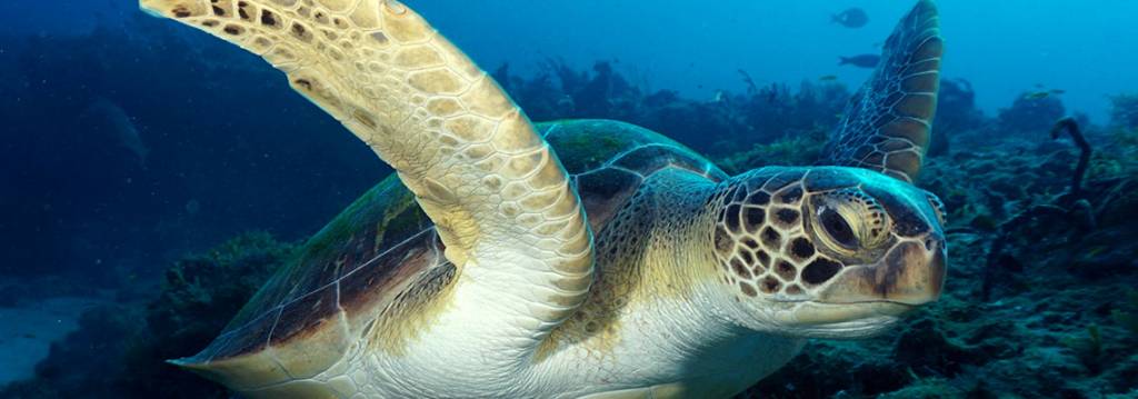 Diving with Dinosaurs: Swim with one of the oldest creatures - the Sea Turtle