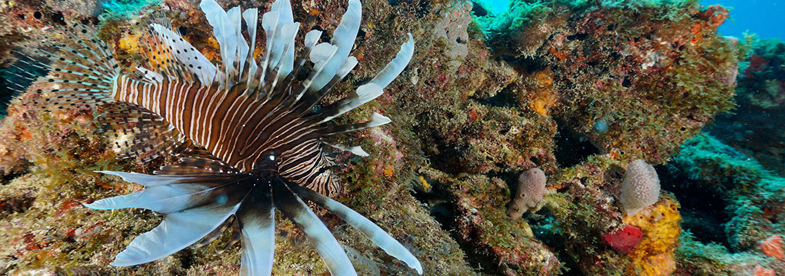 Lionfish are the New Hogfish