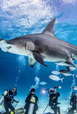 Force-E Scuba Centers Bimini- Hammerhead Trips