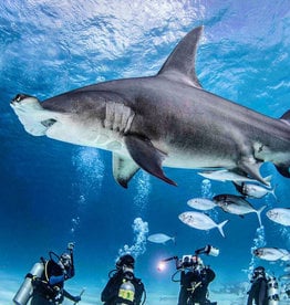 Force-E Scuba Centers Bimini- Hammerhead Trips