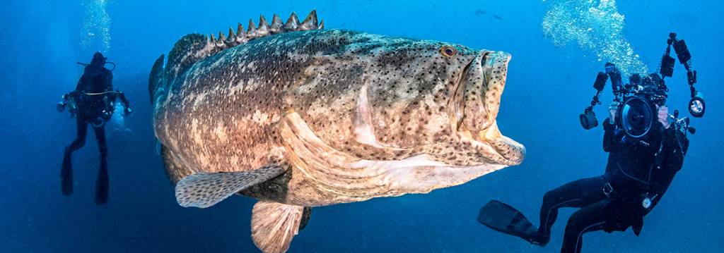 How to Photograph a Goliath Grouper