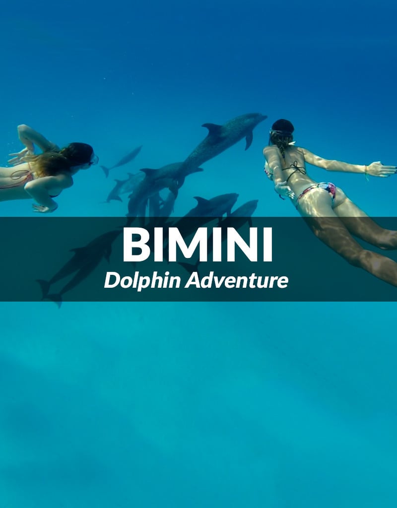 Force-E Scuba Centers Bimini - Dolphin Adventure