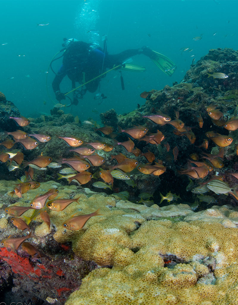 Force-E Scuba Centers Class Open Water- Shore Dives ONLY