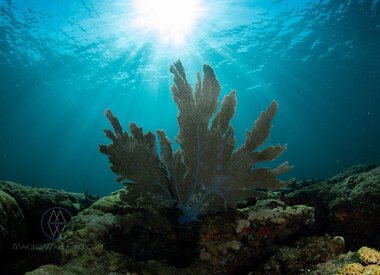 Lauderdale-by-the-Sea Shore Dive