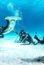 Force-E Scuba Centers Bimini- Hammerhead Trips