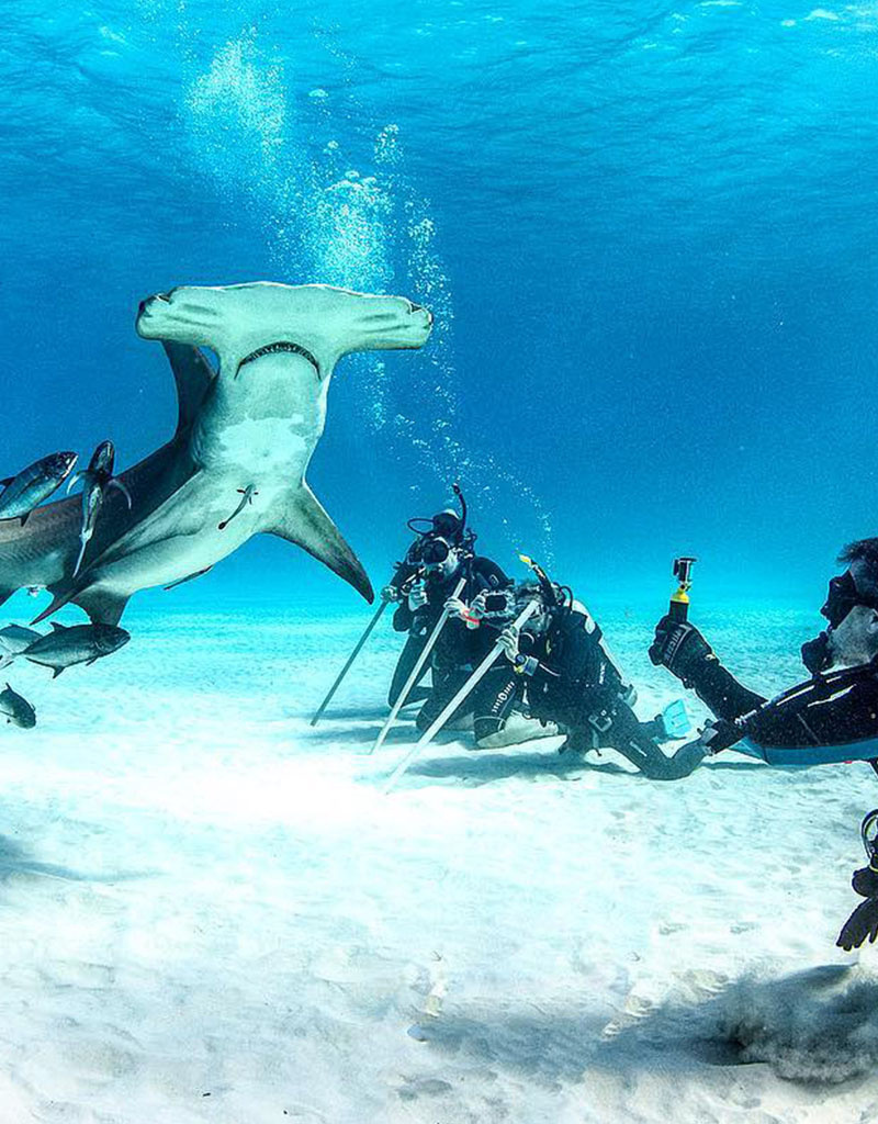 Force-E Scuba Centers Bimini- Hammerhead Trips