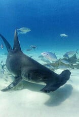 Force-E Scuba Centers Bimini- Hammerhead Trips