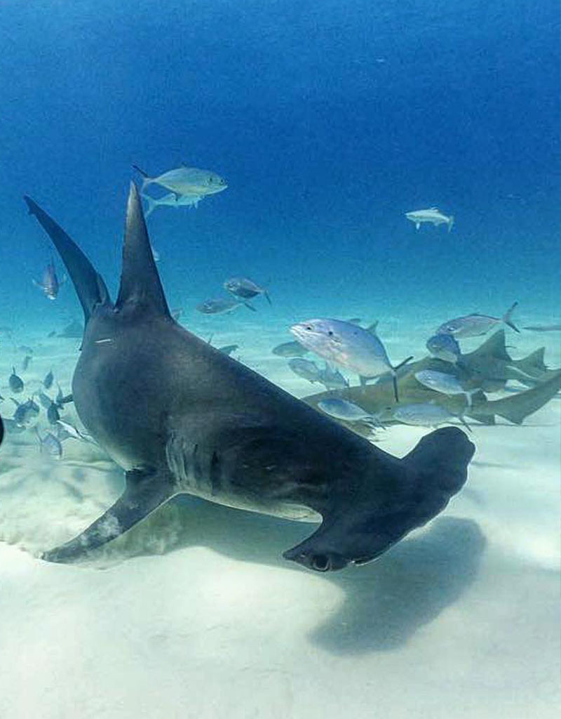 Force-E Scuba Centers Bimini- Hammerhead Trips