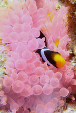 Force-E Scuba Centers Maldives Manthiri Liveaboard