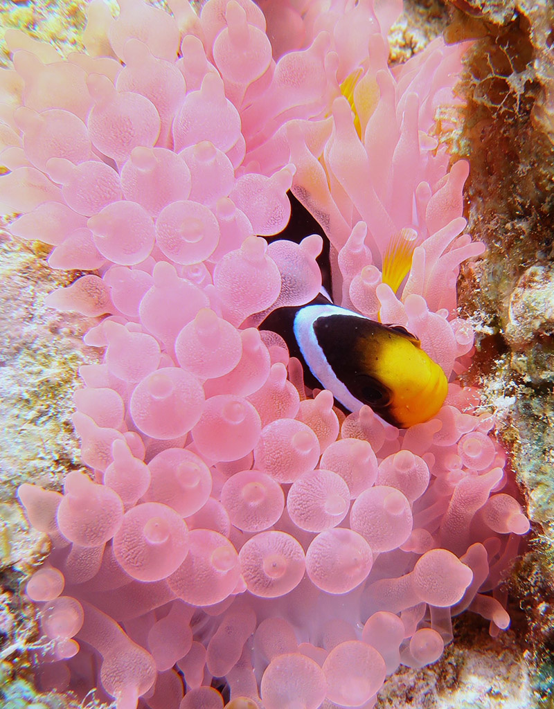 Force-E Scuba Centers Maldives Manthiri Liveaboard