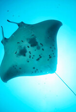 Force-E Scuba Centers Maldives Manthiri Liveaboard