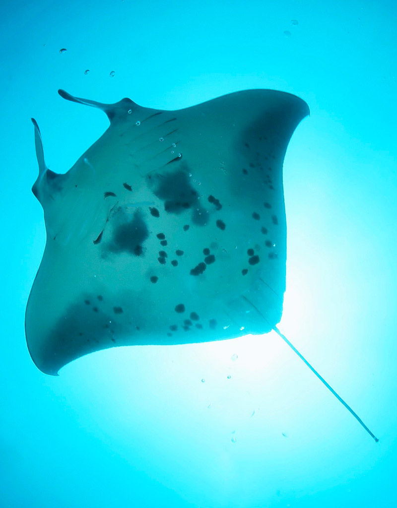 Force-E Scuba Centers Maldives Manthiri Liveaboard