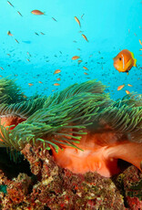 Force-E Scuba Centers Maldives Manthiri Liveaboard