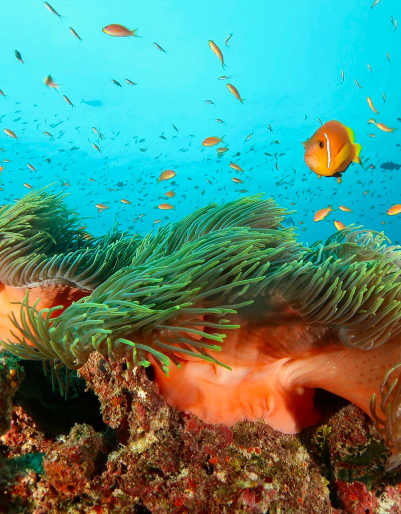 Force-E Scuba Centers Maldives Manthiri Liveaboard