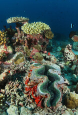 Force-E Scuba Centers Maldives Manthiri Liveaboard