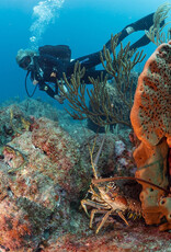 Force-E Scuba Centers St. Eustatius Dive Trip June 7-14 2025