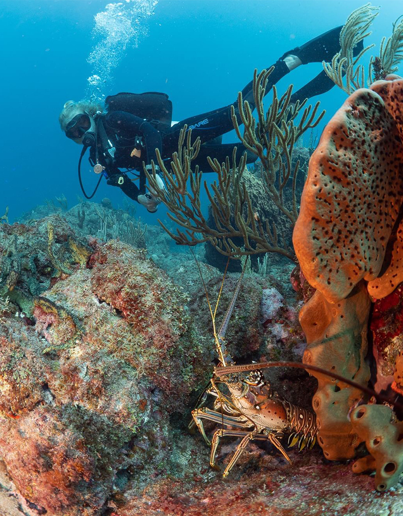 Force-E Scuba Centers St. Eustatius Dive Trip June 7-14 2025