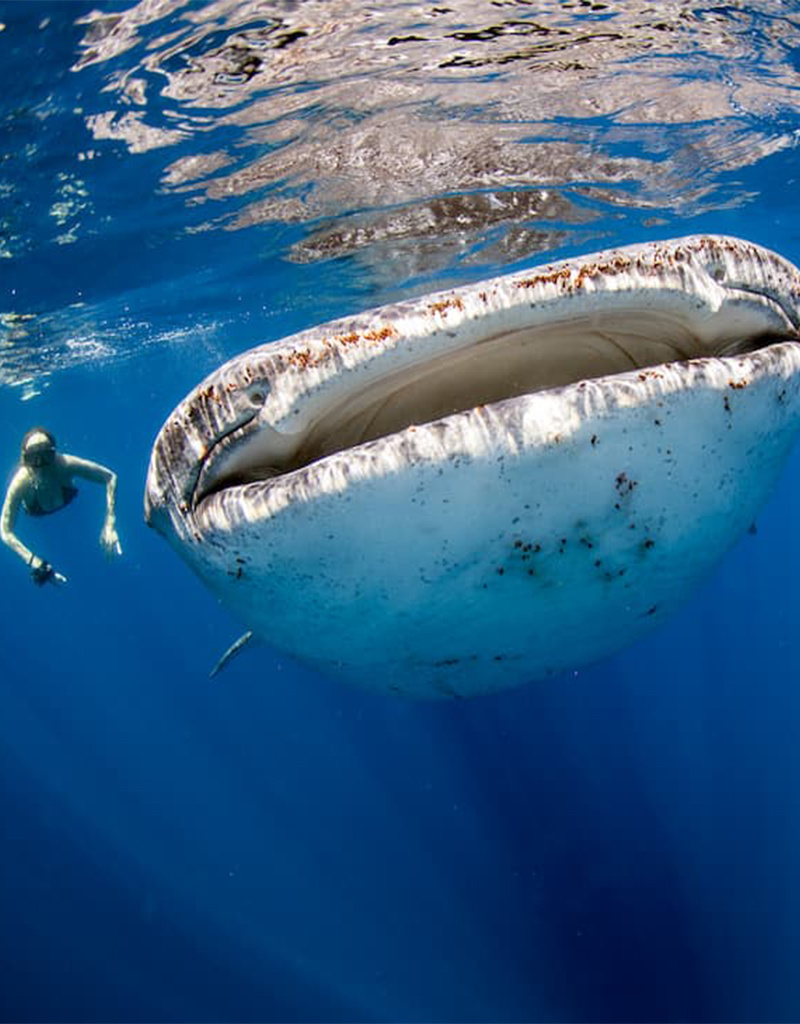 Force-E Scuba Centers Ultimate Mexico Dive Trip! Cozumel, Whale Sharks, Cenotes