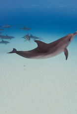Force-E Scuba Centers Bimini - Dolphin Adventure