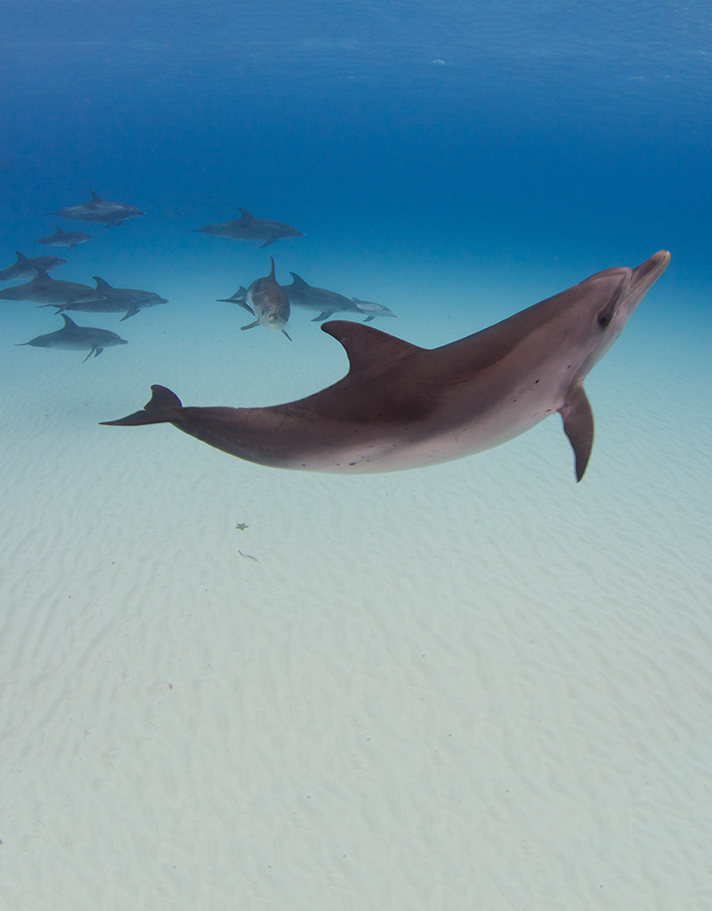 Force-E Scuba Centers Bimini - Dolphin Adventure
