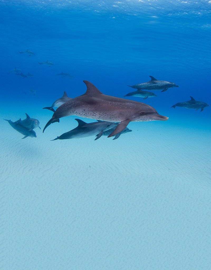Force-E Scuba Centers Bimini - Dolphin Adventure