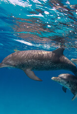 Force-E Scuba Centers Bimini - Dolphin Adventure