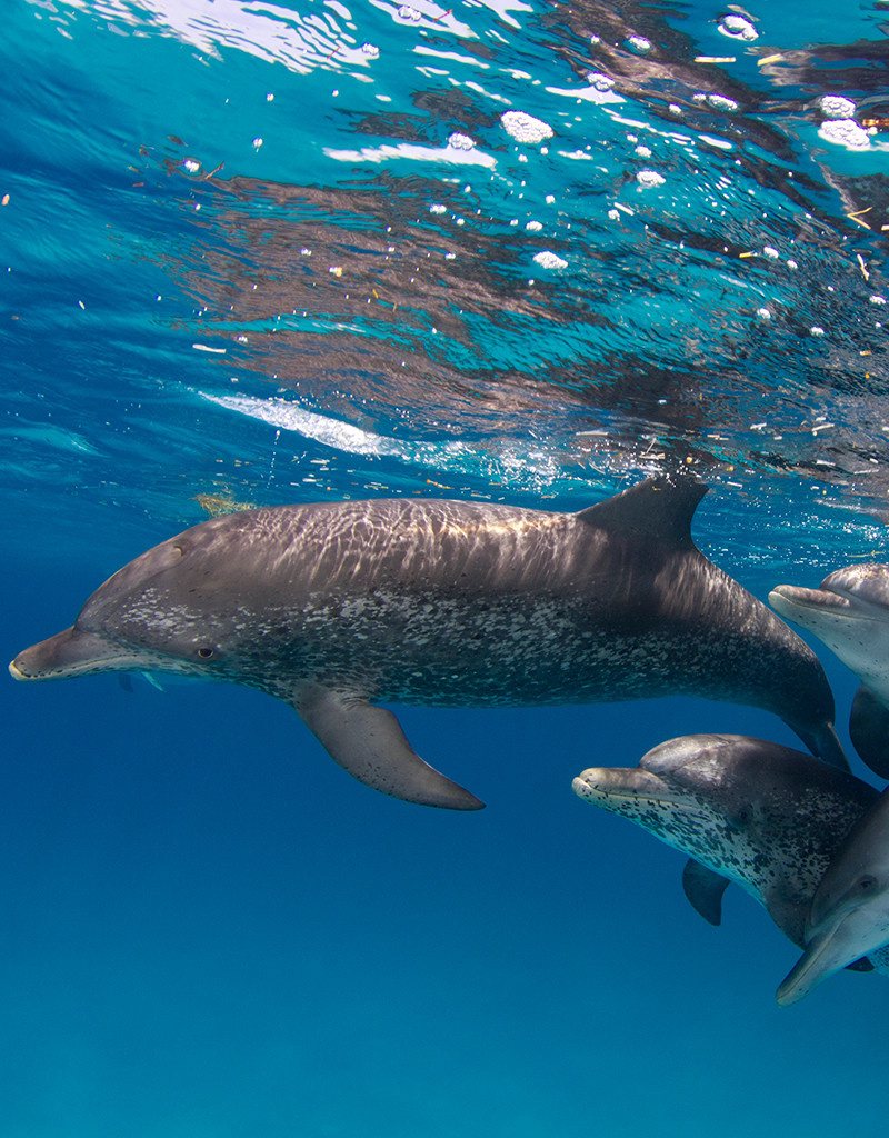 Force-E Scuba Centers Bimini - Dolphin Adventure