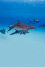 Force-E Scuba Centers Bimini - Dolphin Adventure