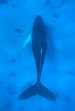 Force-E Scuba Centers Salt Cay Humpback Whale Trip