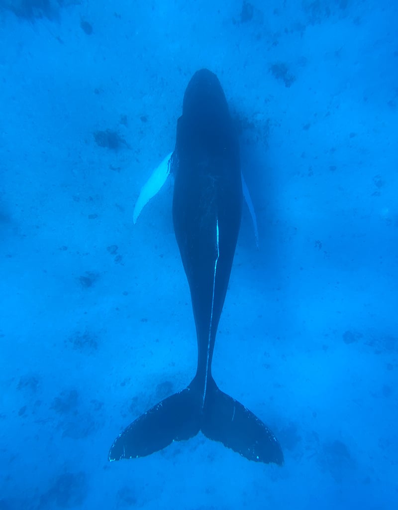 Force-E Scuba Centers Salt Cay Humpback Whale Trip