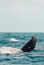 Force-E Scuba Centers Salt Cay Humpback Whale Trip