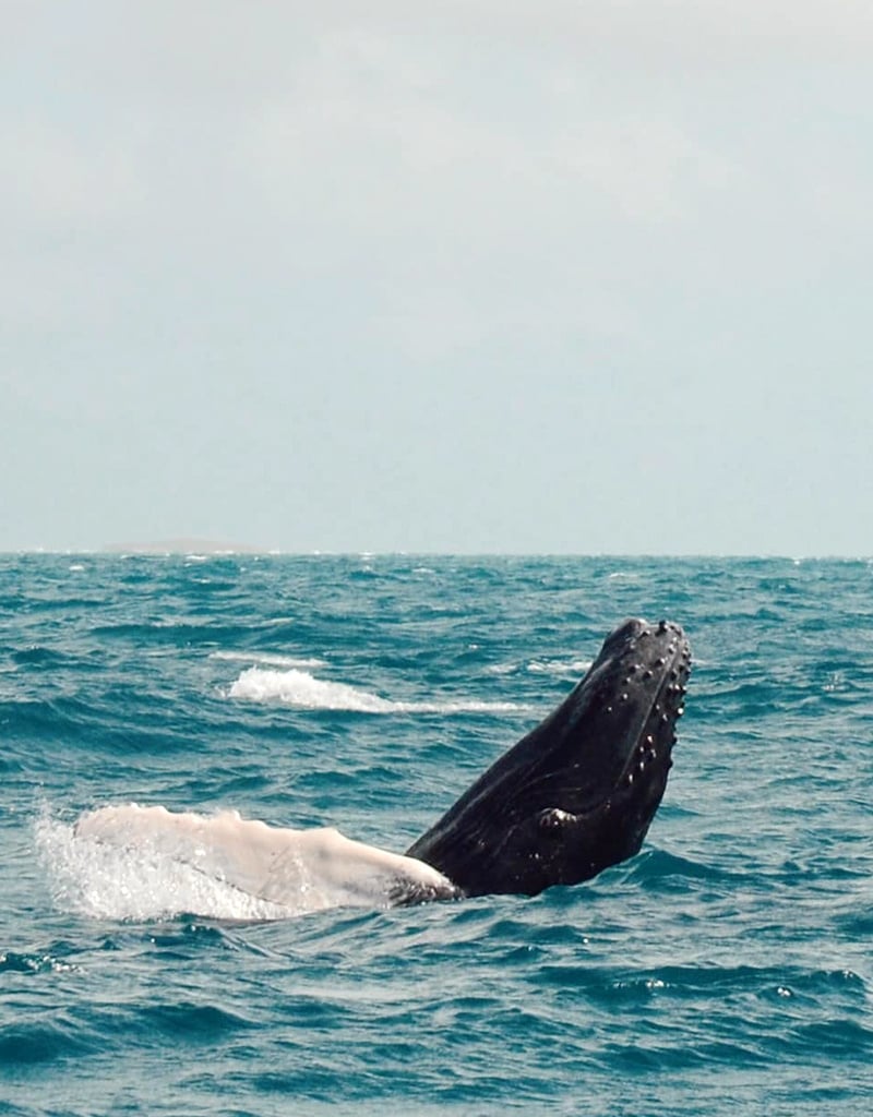 Force-E Scuba Centers Salt Cay Humpback Whale Trip
