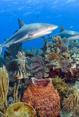 Force-E Scuba Centers Cuba Garden Of the Queens Liveaboard