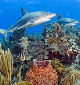 Force-E Scuba Centers Cuba Garden Of the Queens Liveaboard